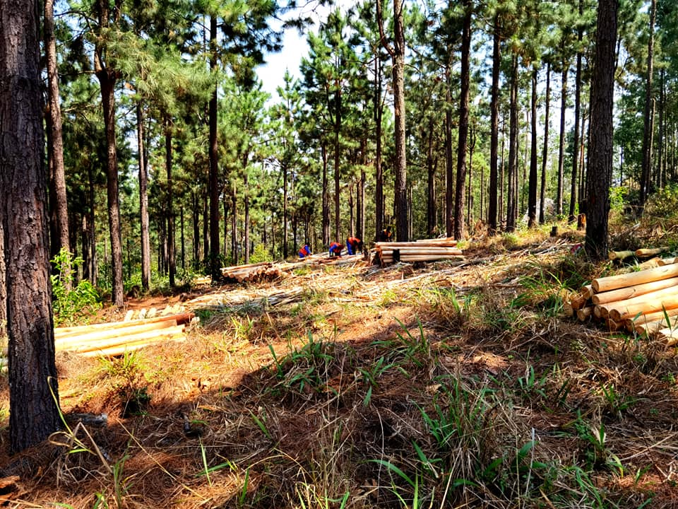 Forestry operations with harvested timber logs