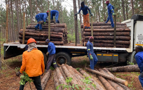Professional timber loading operations