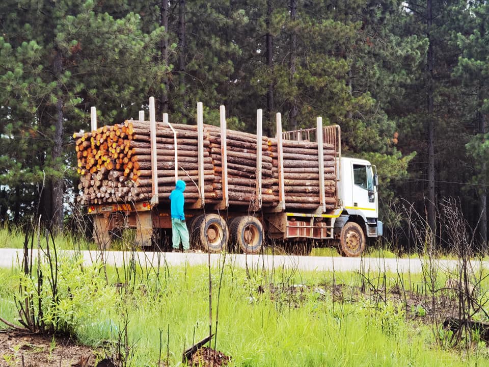Logging truck loaded with timber for transportation